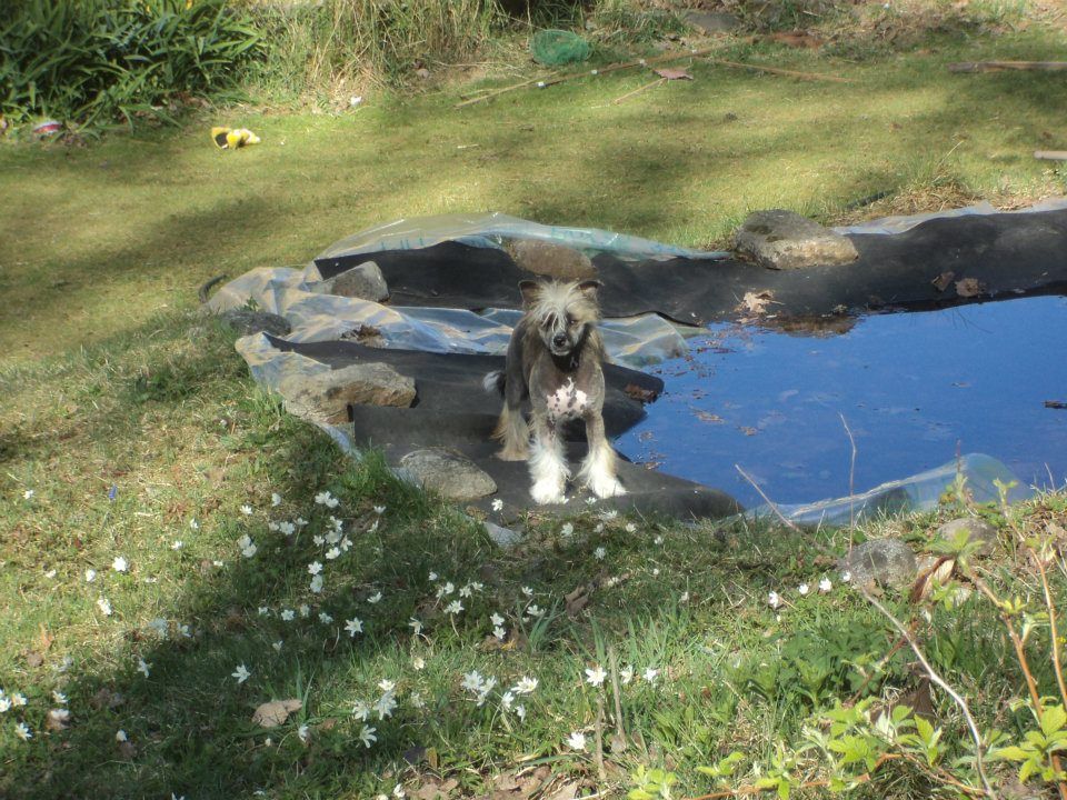 Rose of Aiden Bad Religion