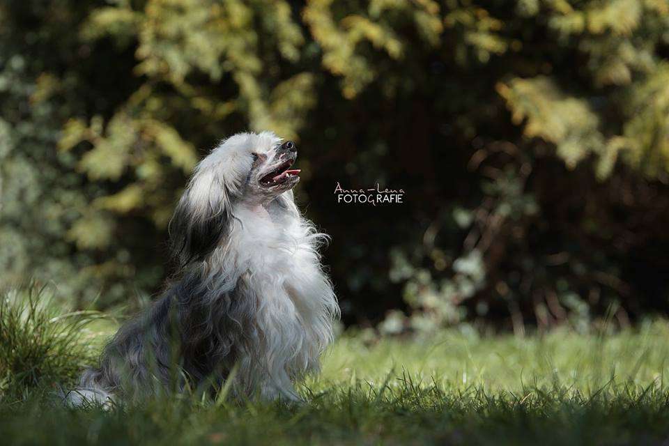 Treasure Guardians Harmony