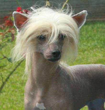 Gardenia Next Germanika