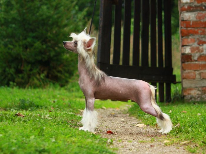 Geranium Next Germanika