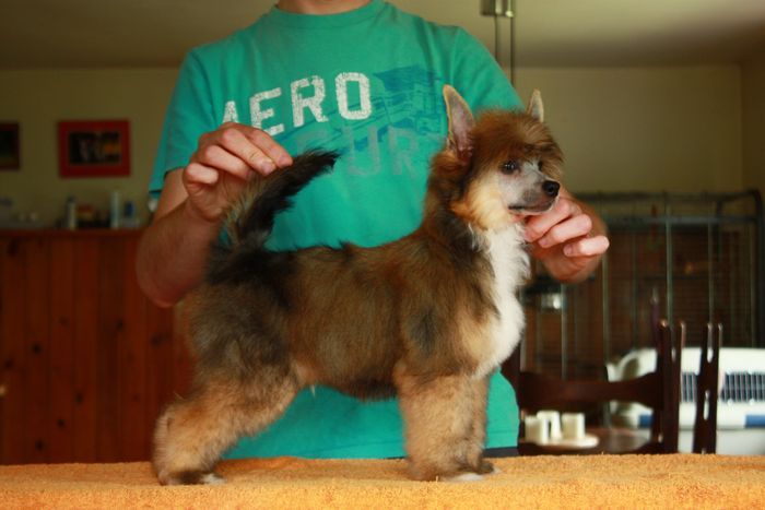 Bugatti Next Germanika