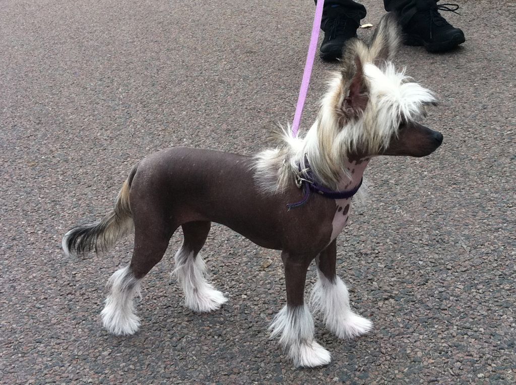 Myrtans Third Time Lucky 