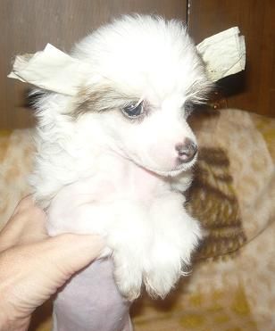 Sharman Vip Hamlet Crownprince