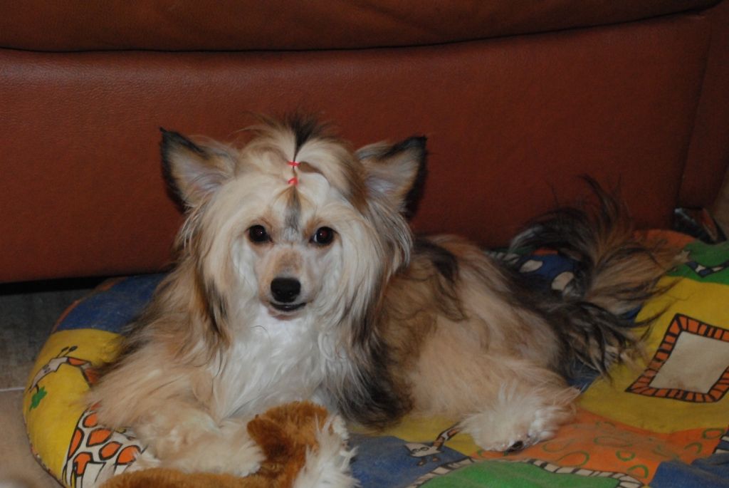 Kredo Festa Daydreams