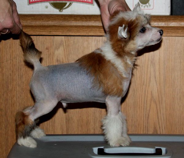 Olegro Katrin Dominik