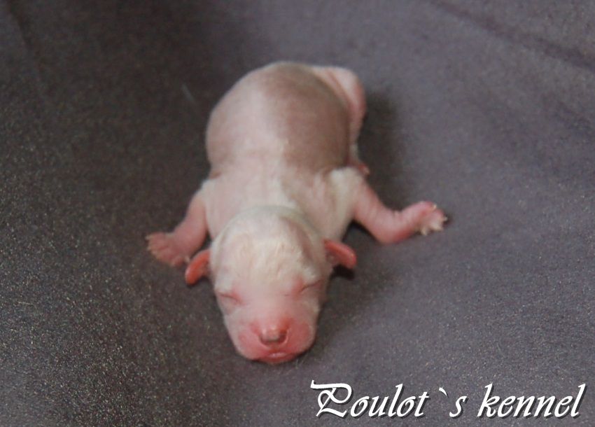 Eugenios Brown Delight