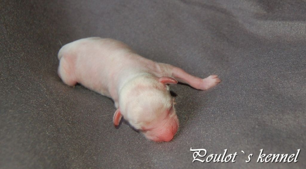 Eugenios Brown Stunner