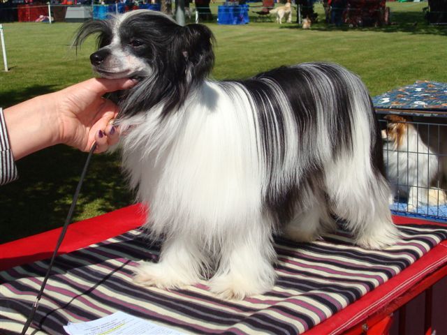 Koreke Pele Fire In The Ring With Vindora