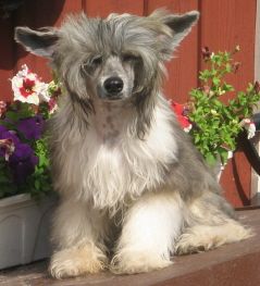 Dogtrix Dekorativa Douglas