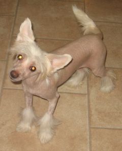 Dogtrix Enastående Edith