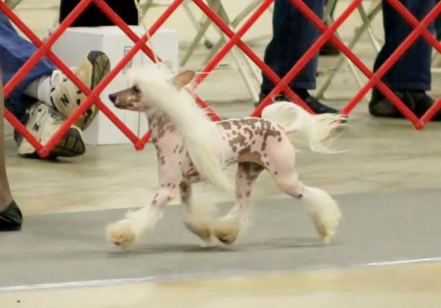 Shaken Place Your Bet At Zhen