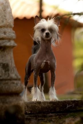 Chasse C.Benedicta
