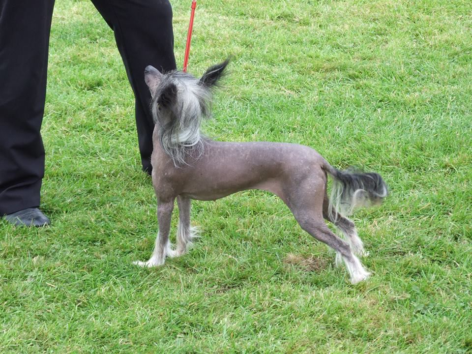 Zerachiel Baroness Atora JW