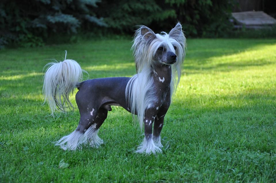 Don Sailor Queen Malverne