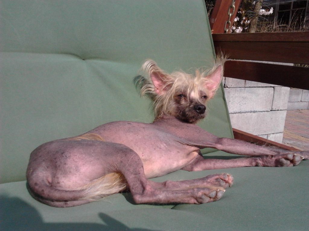 Stargazer of Gizzy's Home