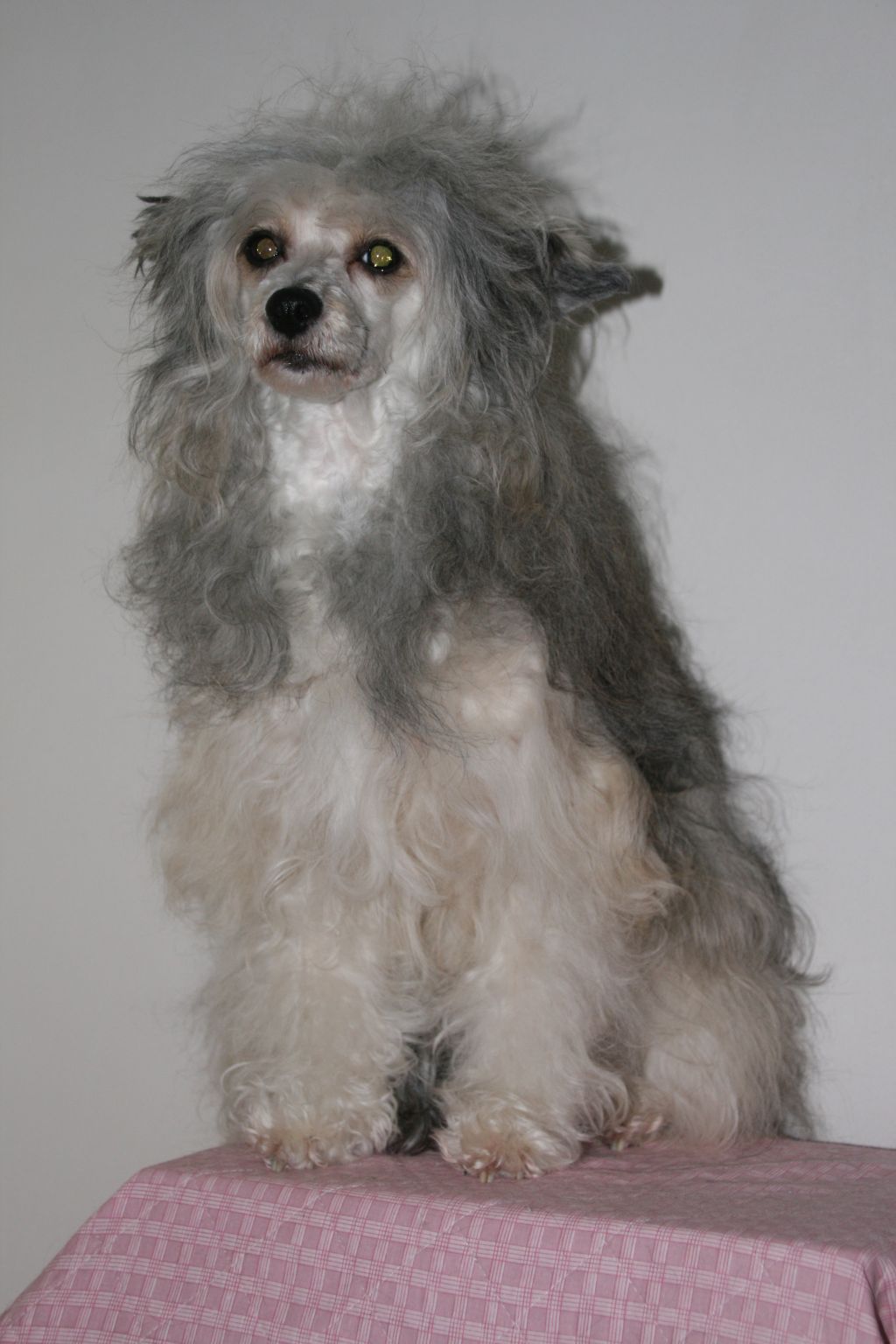 Viva La Vida Orions Delight