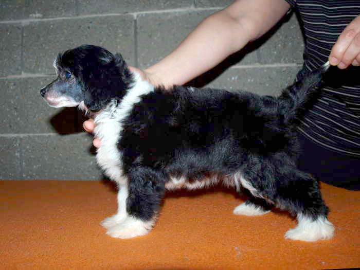 Shadow of Angels Al Maarii Sapphire