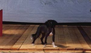 	Vellar Pljus Chio Chio San