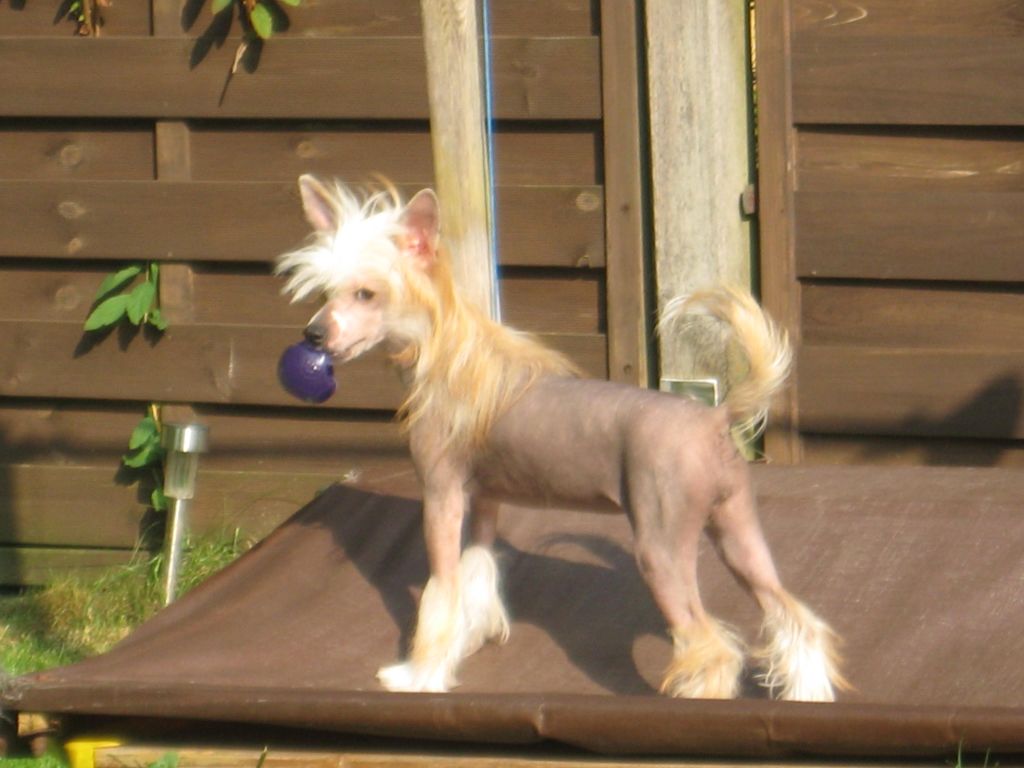 Angel O' Check Mayskaya Rous