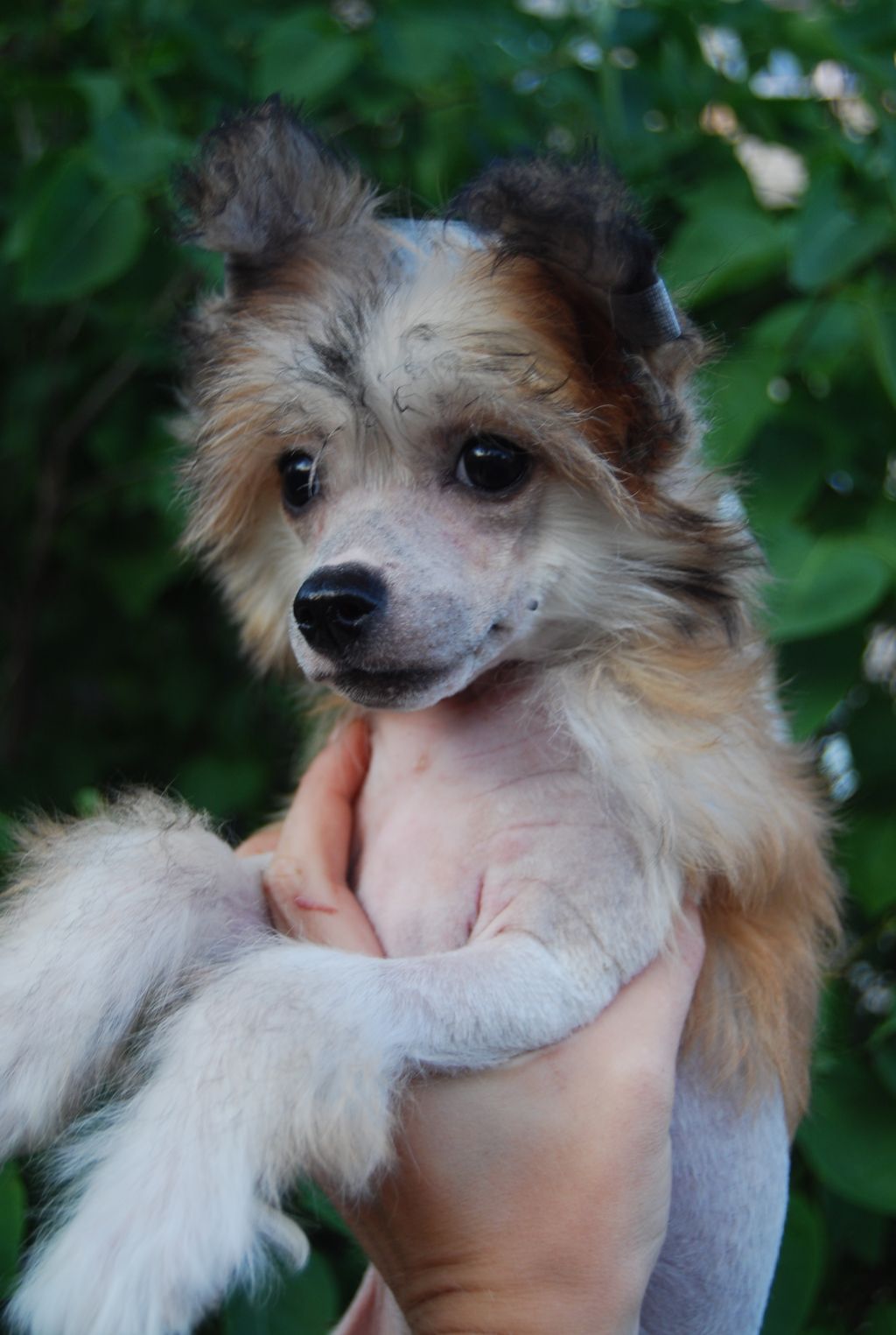 Volshebnaja Loshadka Sharni Exotic Dinaburg  