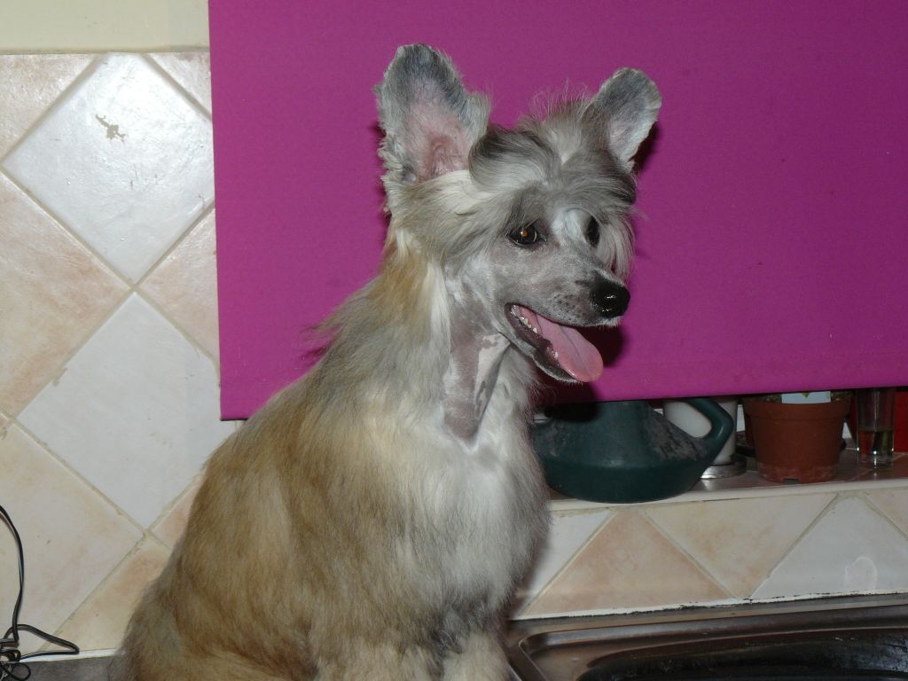 Konishiki Just Fooling