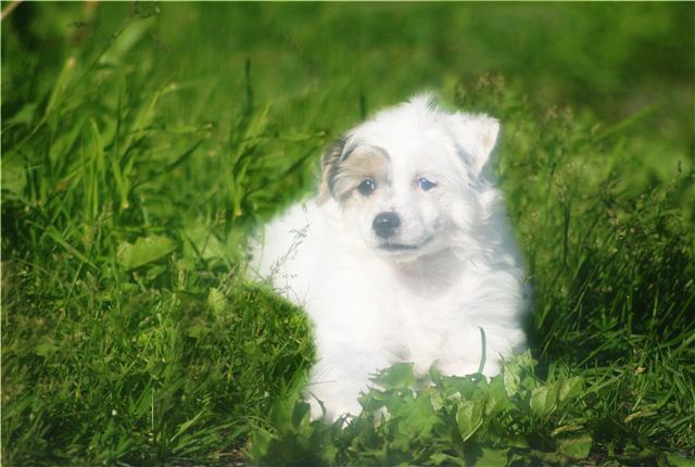 Grand Sunlife Ifikles Albus