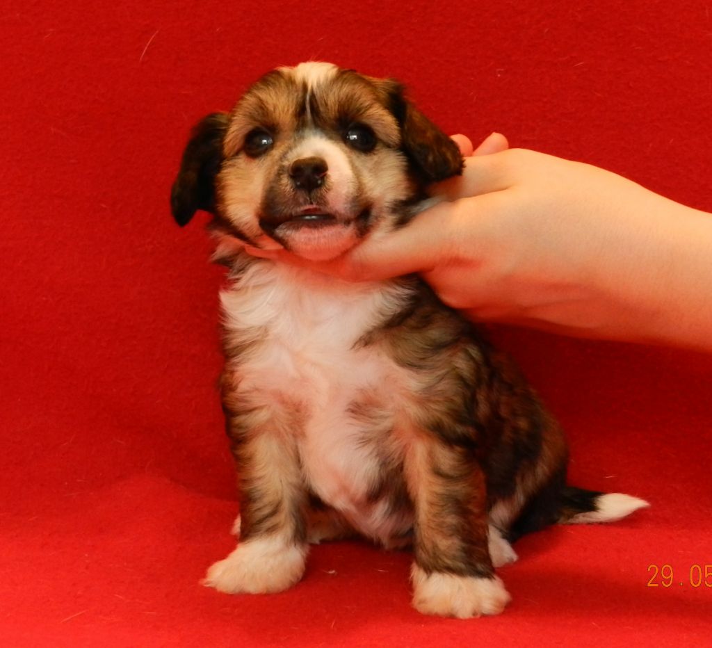 Rus Lorens Sesc Fabrigas