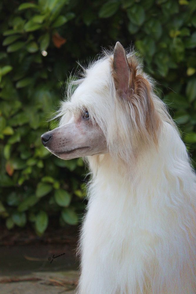 Apolon Domenika Coppa Florio