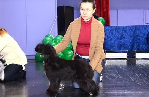 Zim Amadeych Ognenny Lotos