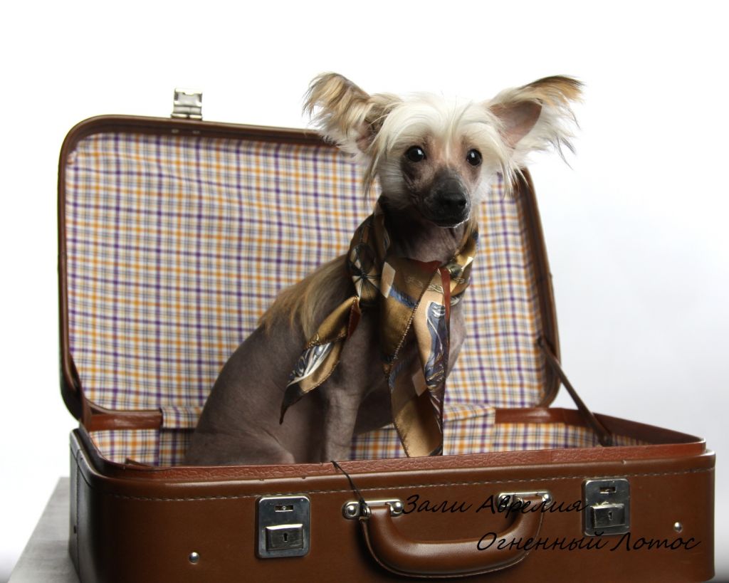 Zali Abreliia Ognenny Lotos 