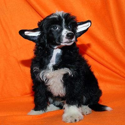 Alvine Band Zeppelin