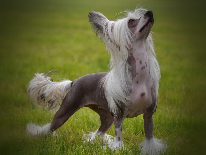 Lykaios Pursue My Dreams 