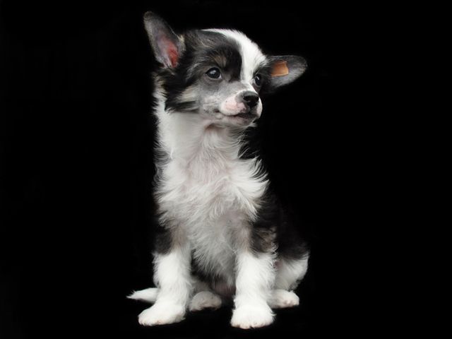 Lykaios Catch You Staring