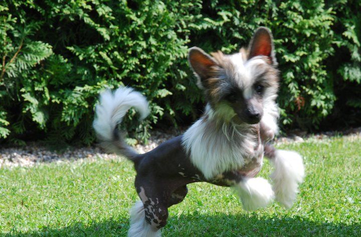 Eveline Princess Queen Malverne