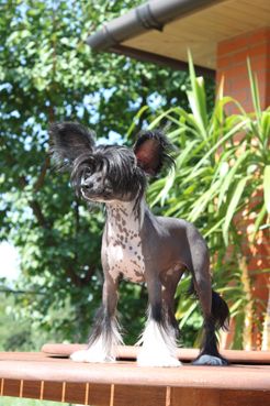 Vorozhka Chernooka iz Hohlyandii