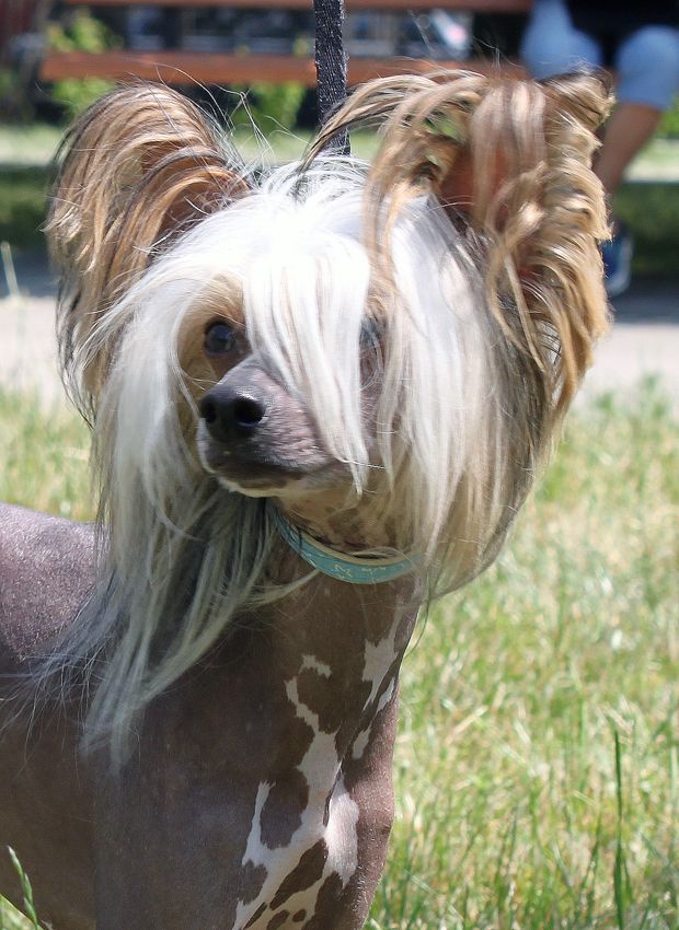 Athos  Del Azart Dog