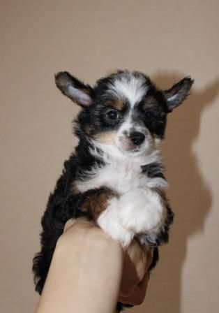 Alisa  Del Azart Dog