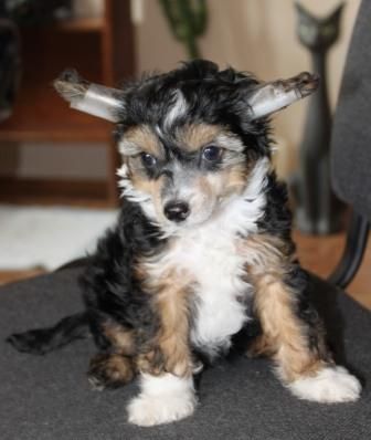 Aramis Del Azart Dog