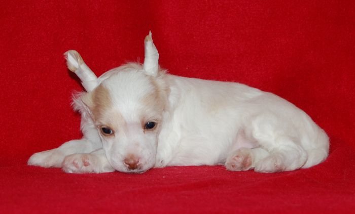 Volshebnaja Loshadka Channon