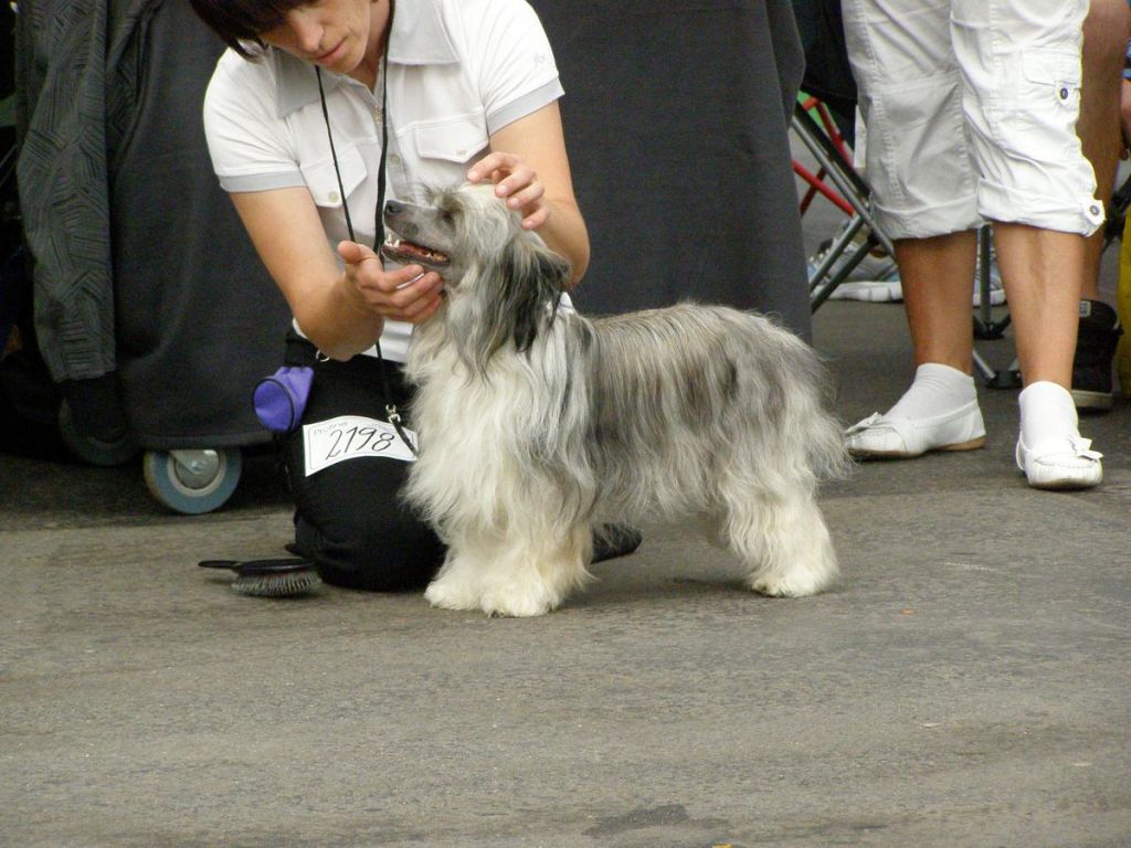 Darlie z Pulnocního dvora