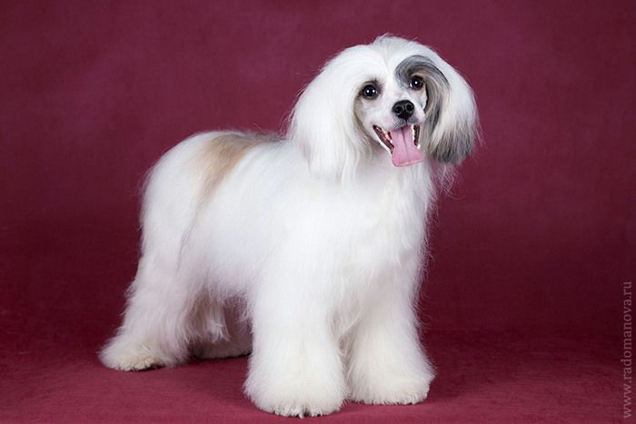 Angel O' Check Nezhnaya Ledi