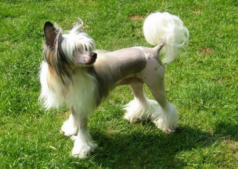 Angel O' Check Novaya Zvezda