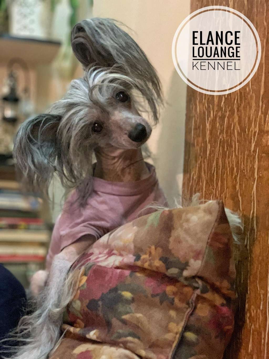 Bold Ruler For Elance Louange