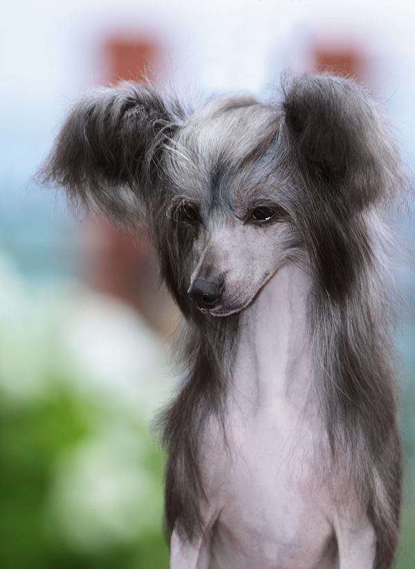 Black Caviar For Fabeltier Diamond Sity