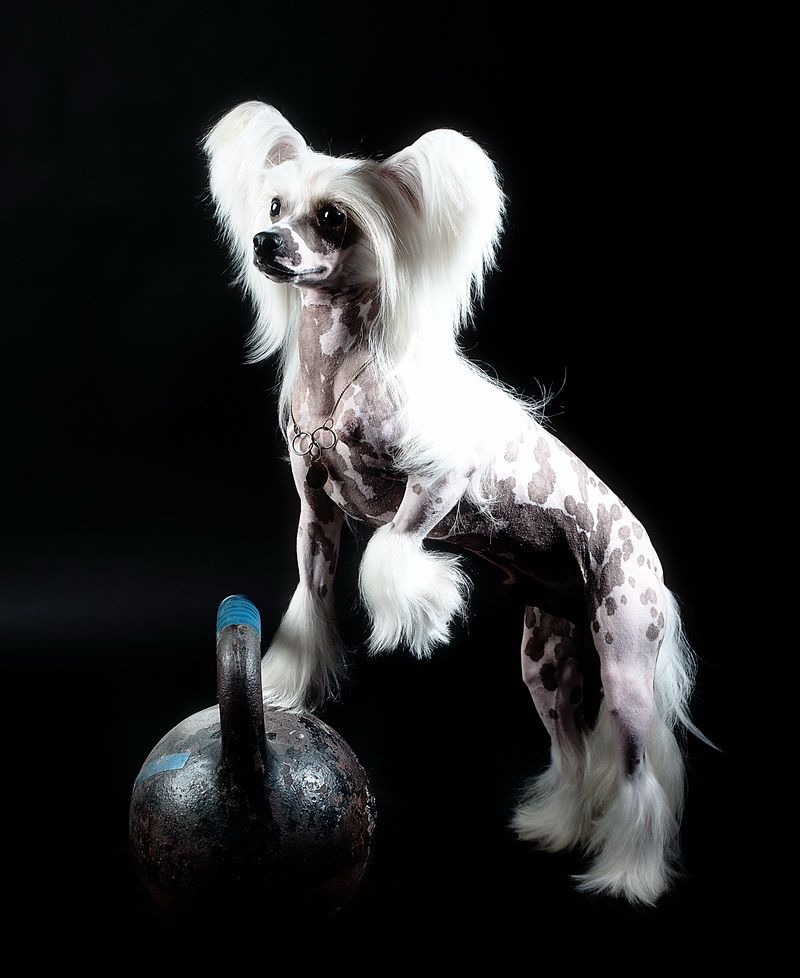 Irgen Gold  Domenic Dolce