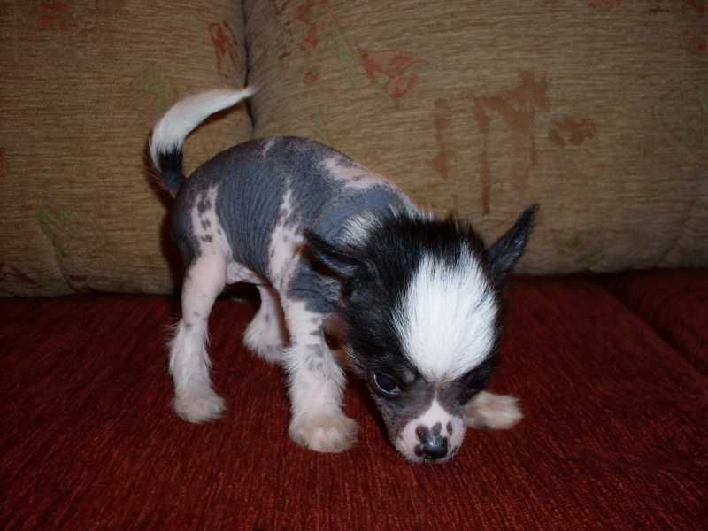 Dikaya Orhideya Della Amira