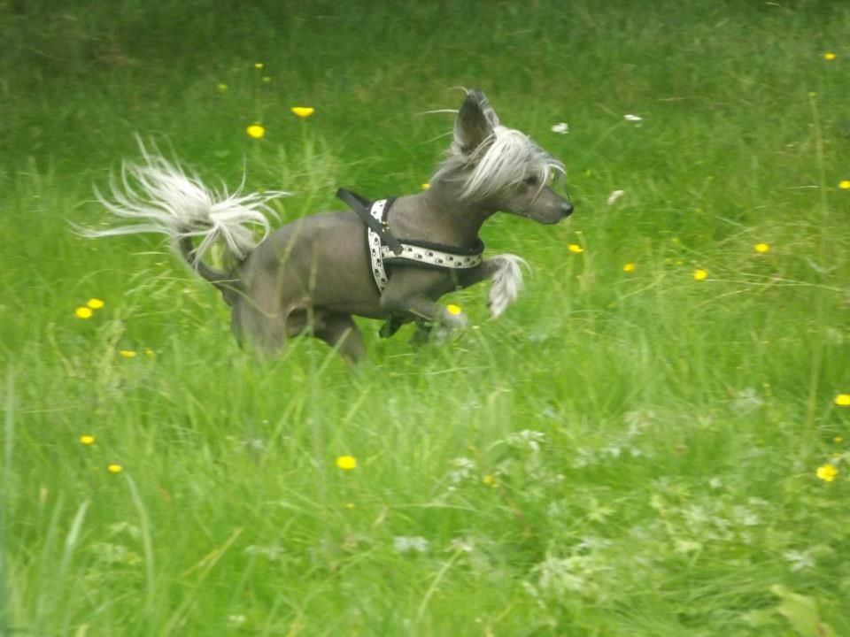 Beautiful King of Diamonds