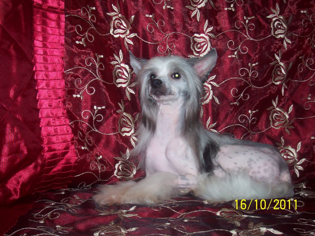 Hoschi Banzai Princess Gold Anet