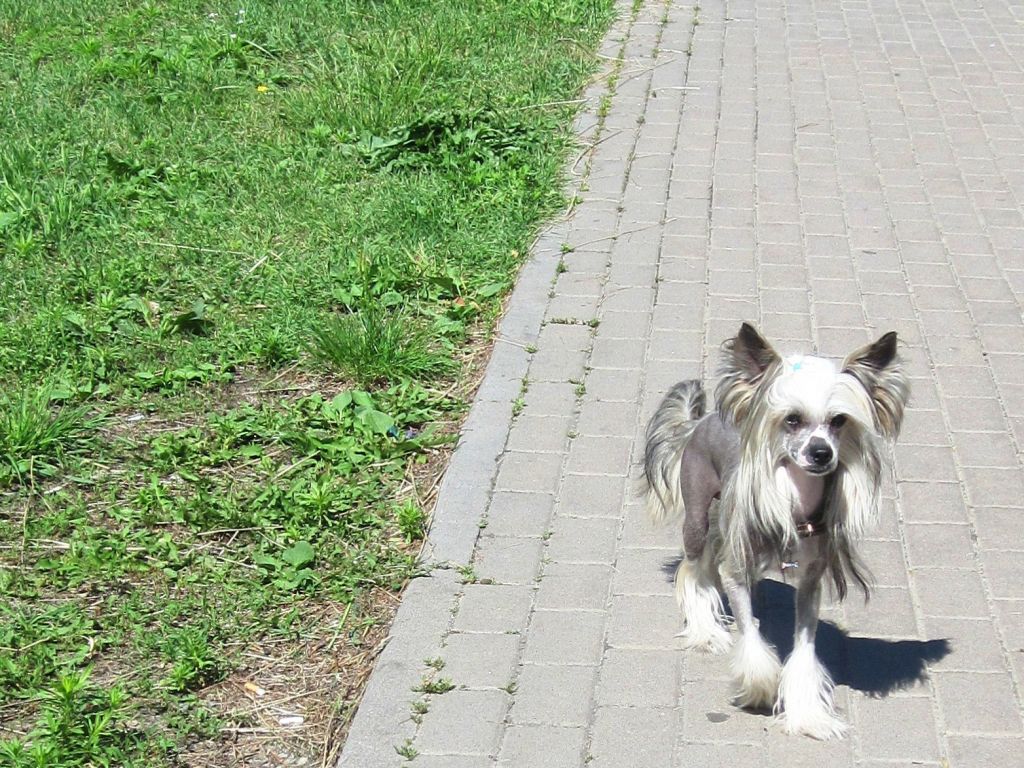 Elf Of The Yellow Flower