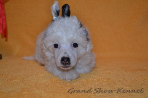 Grand Show Alpen Snow Crystal